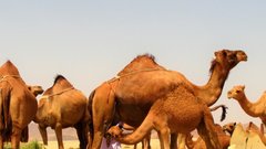 Советник председателя ЦБ сравнил экономику России с верблюдом из-за ее выносливости