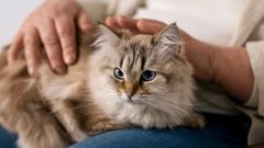 Эксперт Протасевич раскрывает причины стресса у домашних животных
