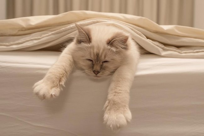 Фото: Jorn Out / Fotodom / Shutterstock