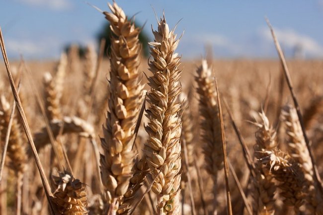 В России рухнул экспорт пшеницы: что произошло