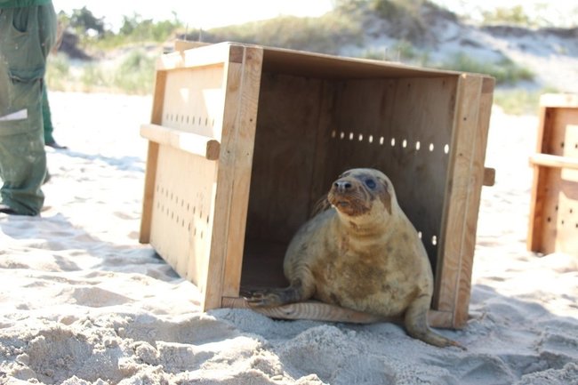 Калининградский зоопарк выпустил в Балтийское море двух тюленей