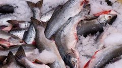 Приморские рыбаки предупреждают о повышении цен на рыбу в 2026 году