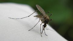 Вирусолог оценил опасность 47 новых вирусов, переносимых комарами