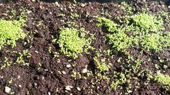 Садовод поделилась методом, как удвоить рост рассады