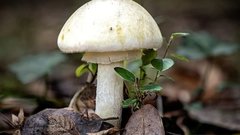 Семья в России оказалась в реанимации из-за опасного ингредиента в ужине