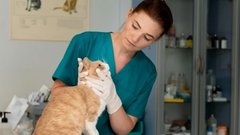 Мнение эксперта Кузнецовой: найденное на улице животное следует показать ветеринару