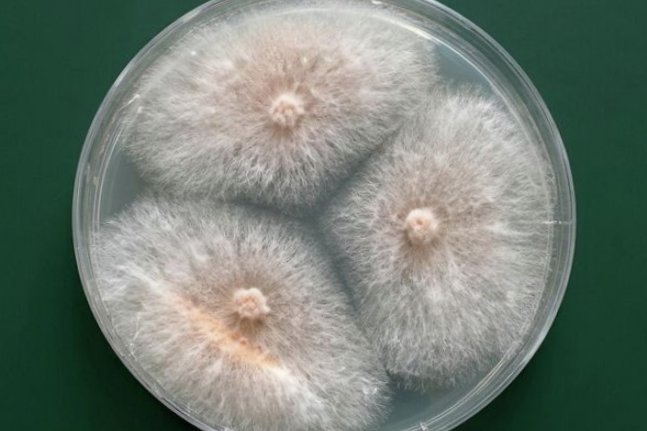 Колония микрогриба Fusarium sambucinum в чашке Петри - РИА Новости, 1920, 07.05.2026