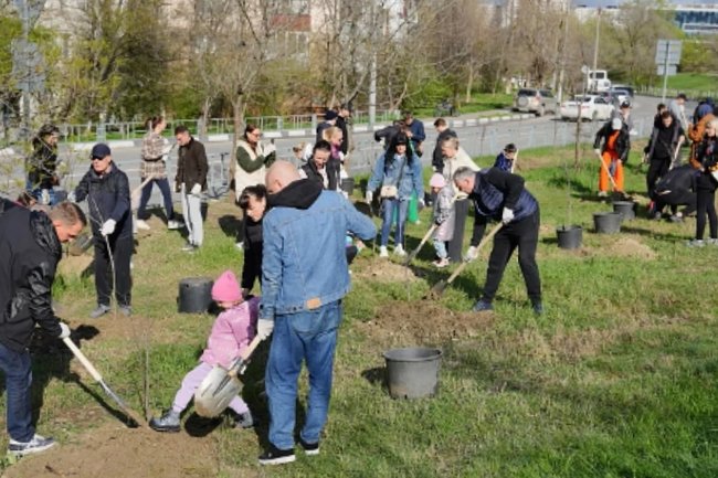 Цель - 1,5 миллиона за два года: жителям Новороссийска предлагают сажать деревья и фиксировать их в «Зеленом счетчике»