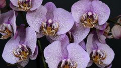 Орхидея разразится буйным цветением: будете приятно удивлены, когда сделаете это