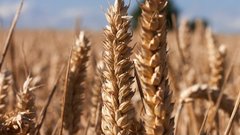 Прогноз по урожаю важной агрокультуры в России оказался негативным