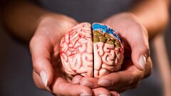 Нейрофизиолог Сысоева: умение ждать связано с внутренним «сжатием» времени