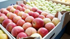 «Без яблок не останемся?»: Путин оценил ущерб сельскому хозяйству от майских заморозков