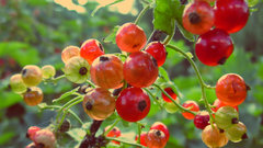 В Тюменской области появится 16 гектаров новых ягодных плантаций