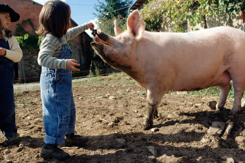 Гепатит у свиней в фото thumbnail