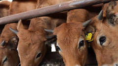 В Мордовии суточный надой молока на одну корову превысил 20 кг