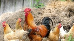 Россельхознадзор призвал россиян не носить кур в МФЦ для их регистрации