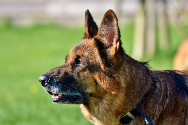 В ХМАО ищут дом служебной собаке на пенсии