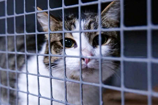 приют кот кошка бездомное животное