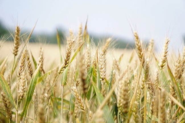 Российские экспортеры зерна пожаловались на «рукотворные барьеры»