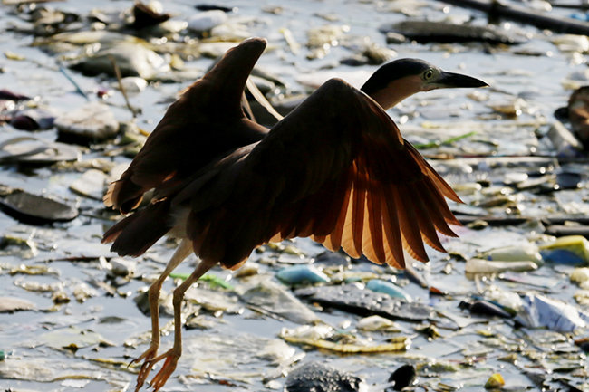Окружающая среда и птицы. Экология птиц. Загрязнение птиц. Загрязнение окружающей среды птицы. Окружающая среда птиц.