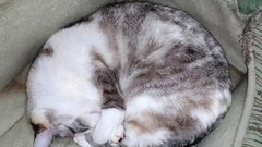 Выяснили, почему кошки во сне дергаются лапками и усами