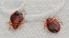 Туристы из России столкнулись с нашествием клопов в отеле с четырьмя звездами