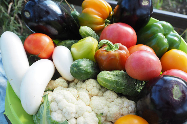 С начала года краснодарские аграрии собрали 35 000 тонн овощей