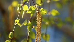 Экспорт березового шпона из Вологодской области увеличился на 18%