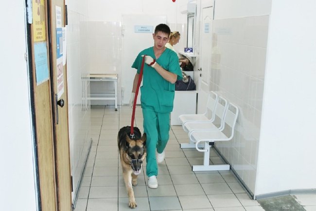 В поселке Уренгой по просьбе владельцев домашних животных начал работать ветеринар