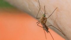 Доктор Варлaмова: укусы комаров могут стать причиной заражения паразитами