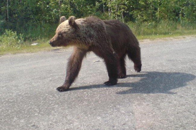 Жители Тюменской области на дороге встретили медведя