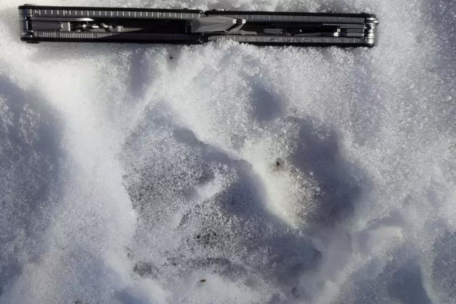 В Кабардино-Балкарии обнаружены следы переднеазиатского леопарда