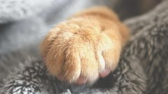 Добровольцы ищут пострадавших домашних животных после «нефтяного дождя» в Туапсе