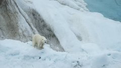 Площадь льдов в Арктике достигла исторического минимума