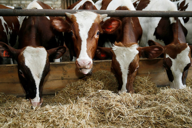 В Краснодарском крае стали больше производить мясной продукции