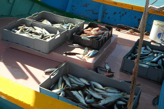 Московская компания на 70% дешевле приобрела убыточный рыбозавод в Тюменской области