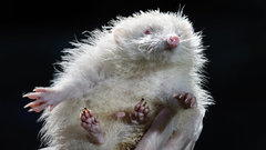 Рано проснувшиеся ежи окажутся в опасности