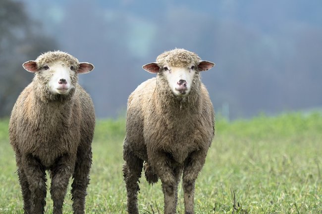 Более полутора тысяч овец раздадут в Ингушетии к Курбан-байраму