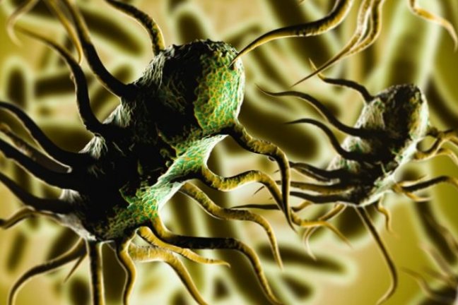 Бактерия Listeria monocytogenes - РИА Новости, 1920, 02.06.2026