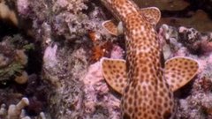 На известном пляже ученые нашли акулу, способную «ходить» по земле