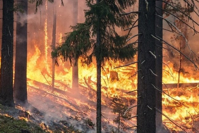 лесной пожар