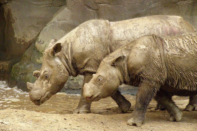 суматранский носорог
