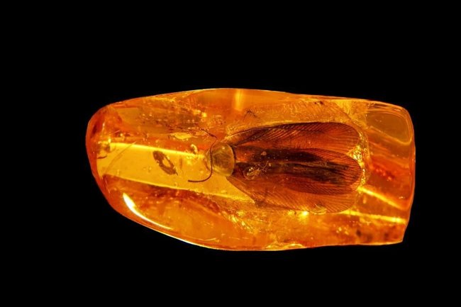 янтарь / таракан