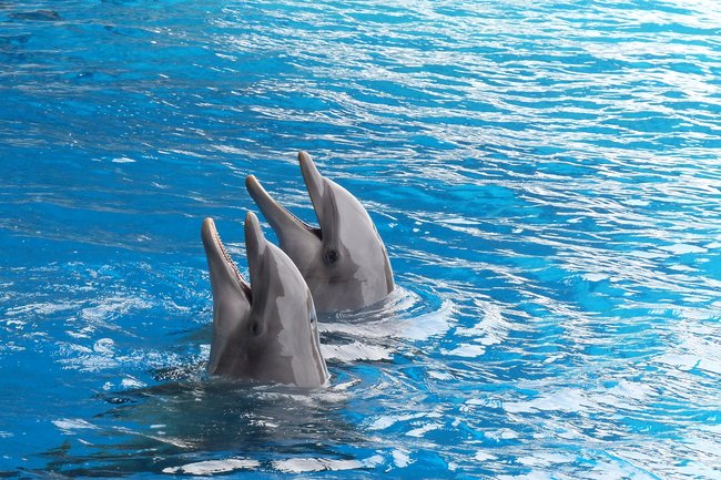 Черноморских дельфинов в Сочи посчитают ученые