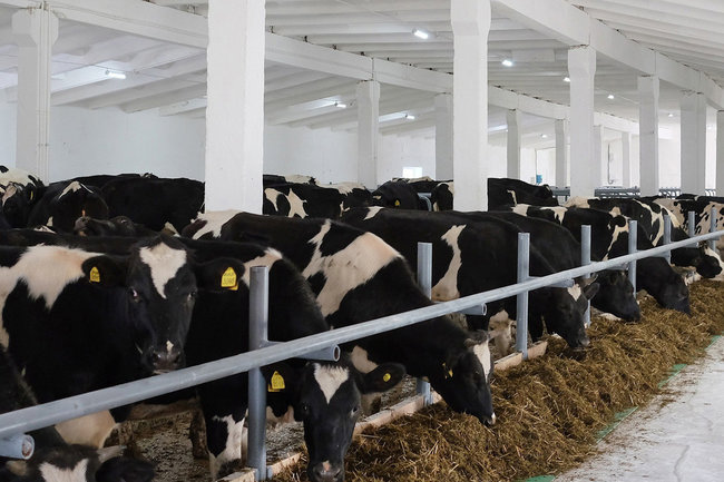 Шести фермерским хозяйствам Кировской области дадут денег из бюджета фермер корова ферма коровы молоко 