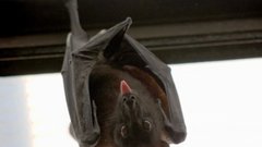 Специалист Халилов поделился советами по безопасному изгнанию летучих мышей из жилья