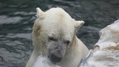 До 370 килограммов раскормили белого медведя в Хабаровском районе