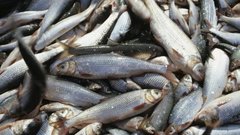 Объем поставок рыбы из Турции в Россию увеличился в июле почти в два раза