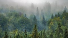 Леса в России восстанавливаются рекордными темпами