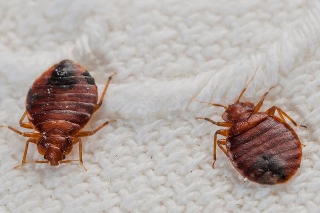 война с клопами